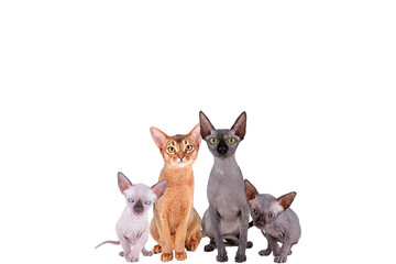 Collage of different purebred dogs and cats. Close up, copy space, isolated background.