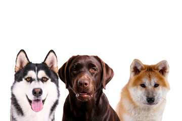Collage of different purebred dogs. Close up, copy space, isolated background.