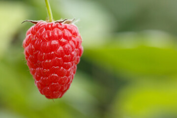 Red raspberry growing on a bush. Growing organic berries. Shallow depth of field. macro shot of red raspberry.