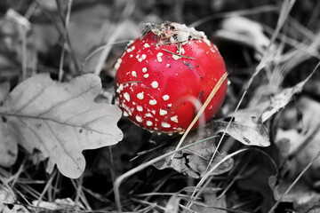 Red amanita muscaria mushroom covered with dry oak leaves