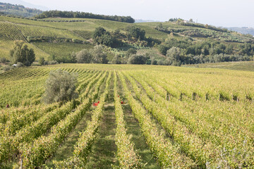 Fototapeta na wymiar Green Hills in Tuscany with Vineyards, Italy