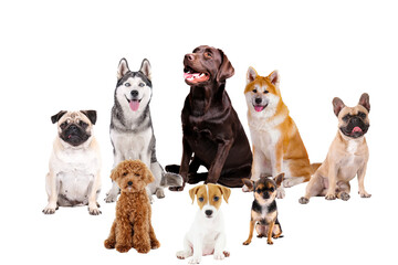 Collage of different purebred dogs. Close up, copy space, isolated background.