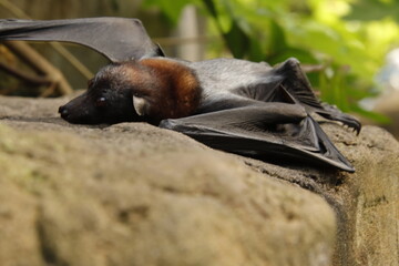 Flugfuchs