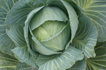 Ripe farm-grown cabbage. Green cabbage with big leaves. Farm cabbage. Non-GMO Green Vegetarian Cabbage. Macro photography. 