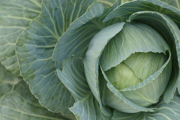 Ripe farm-grown cabbage. Green cabbage with big leaves. Farm cabbage. Non-GMO Green Vegetarian Cabbage. Macro photography. 