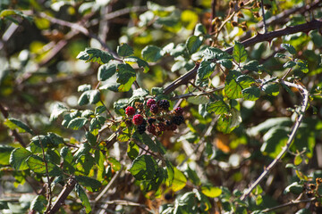wild blackberries on the branch