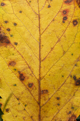 The texture of the acorn leaf. Autumn period of falling yellow leaves. Macro photography. Shallow depth of field.