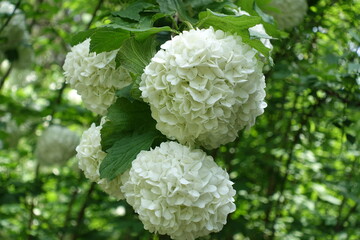 Large white inflorescences of Viburnum opulus sterile in mid May