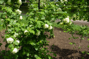 Mid sized bush of Viburnum opulus sterile in bloom in May