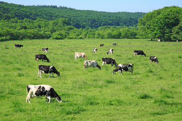 放牧地の牛