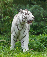 Close up view of a standing white Bengal tiger (Panthera tigris tigris)