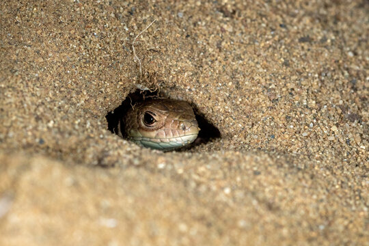 The sand lizard (Lacerta agilis) is hiding in the sand, Special Reserve "Djurdjevac Sands" in Croatia