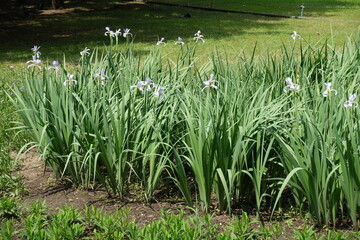 Scarce light violet flowers of irises in late spring