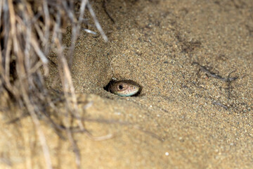 The sand lizard (Lacerta agilis) is hiding in the sand, Special Reserve 