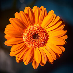 Orange flower herbera against a dark background