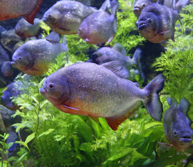 Close-up view of a Red Piranha (Pygocentrus nattereri)