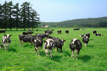 放牧地の牛