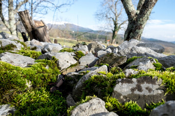 Fototapeta na wymiar Scenic path with aged mossy stone walls to the medieval mountain village Skocjan, Slovenia