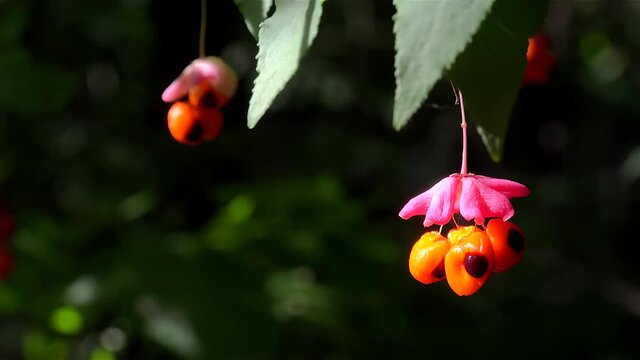 Bright fruit with black seeds of Euonymus verrucosa (Wahoo) on autumn.