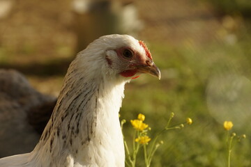 Hen