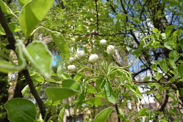 Not opened flower buds of pear tree in April
