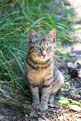 Naklejka na ściany i meble A stray tabby cat sits on the grass in the garden