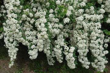 Heavy corymbs of white flowers of germander meadowsweet in mid May