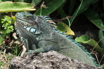 Caribean iguana