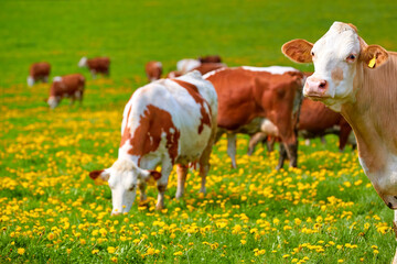 Portrait of brown and white spotted cow against herd  in a spring meadow covered with yellow...