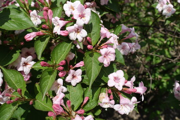 Five lobed pink flowers of Weigela florida in mid May