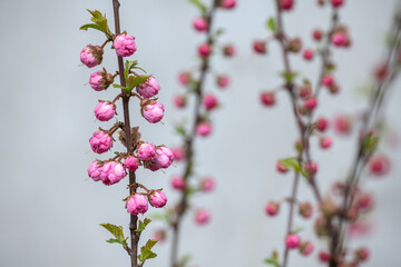 Fototapeta na wymiar Nice branch with little spring flowers on grey background wall pattern