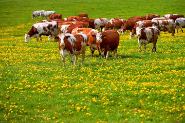 Brown and white spotted cows on a spring pasture, covered with yellow flowers. Spring theme,...