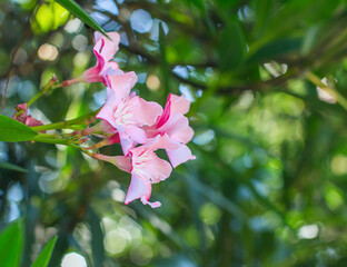 Blooming oleander. Pink blooming. Delicate oleander flowers close up