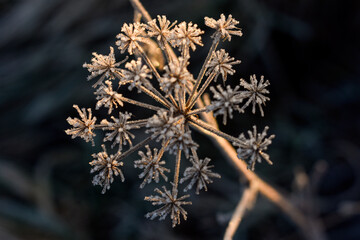 Dried up Dead Wildfower