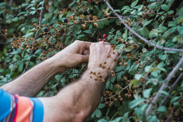 hand picking wild blackberries