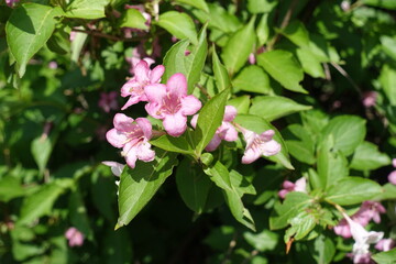 Green foliage and pink flowers of Weigela florida in May