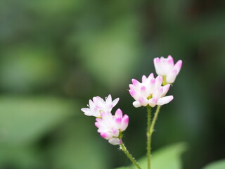 小さな花のクローズアップ