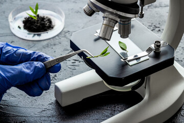 Scientist tests plants with microscope in laboratory. Close up