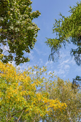 Obraz na płótnie Canvas Colorful tree branches with bright foliage in golden autumn season