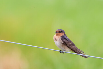 Welcome Swallow on wire