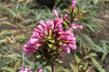Half opened pink flowers of Weigela florida in May