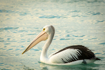 Pelican on sea