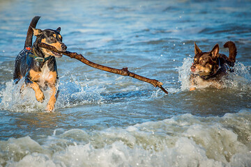 Dogs in sea