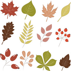set of autumn leaves of various shapes