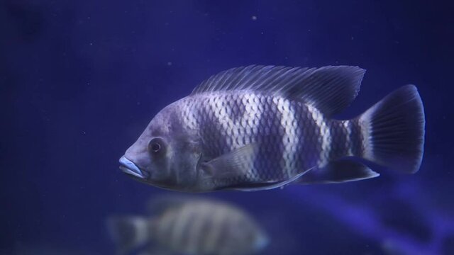Tilapia Nila is a species of tilapia, a cichlid fish found in Africa from Egypt to East and Central Africa and as far West as the Gambia.