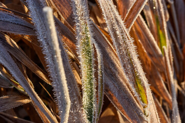 frozen leaves in winter