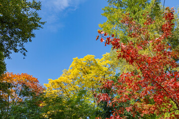 Colorful tree branches with bright foliage in golden autumn season