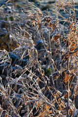 Beautiful Frosty Sunrise, Irish Landscape