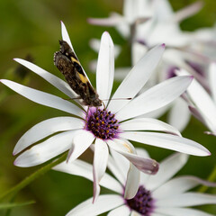 Butterfly on daisy