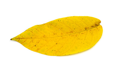 Yellow leaf from a tree on a white background